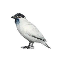 Bare-throated Bellbird (Procnias nudicollis) featured animal image on AnimalDex