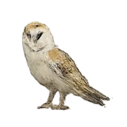 Barn Owl (Tyto alba) thumbnail image on AnimalDex