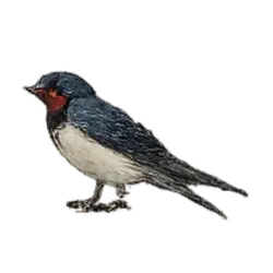 Barn Swallow (Hirundo rustica) thumbnail image on AnimalDex