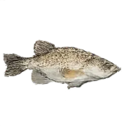 Barramundi (Lates calcarifer) featured animal image on AnimalDex