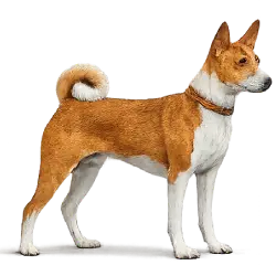 Basenji animal lesson image on AnimalDex
