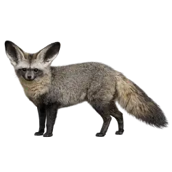 Bat-eared Fox (Otocyon megalotis) thumbnail image on AnimalDex