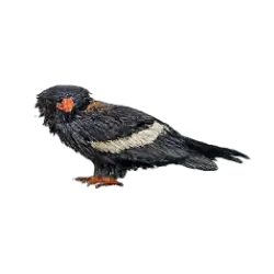 Bateleur (Terathopius ecaudatus) featured animal image on AnimalDex