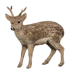 Bawean Deer (Axis kuhlii) featured animal image on AnimalDex