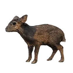 Bay Duiker (Cephalophus dorsalis) featured animal image on AnimalDex