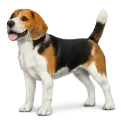 Beagle animal lesson image on AnimalDex