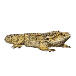 Bearded Dragon (Pogona vitticeps) featured animal image on AnimalDex