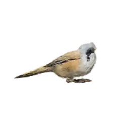 Bearded Reedling (Panurus biarmicus) featured animal image on AnimalDex