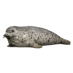 Bearded Seal (Erignathus barbatus) featured animal image on AnimalDex