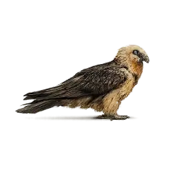 Bearded Vulture animal lesson image on AnimalDex