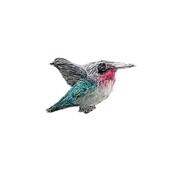 Bee Hummingbird (Mellisuga helenae) featured animal image on AnimalDex