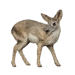 Beira (Dorcatragus megalotis) featured animal image on AnimalDex