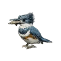 Belted Kingfisher (Megaceryle alcyon) featured animal image on AnimalDex