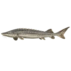 Beluga Sturgeon (Huso huso) featured animal image on AnimalDex