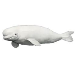 Beluga Whale (Delphinapterus leucas) thumbnail image on AnimalDex