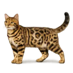 Bengal Cat animal lesson image on AnimalDex