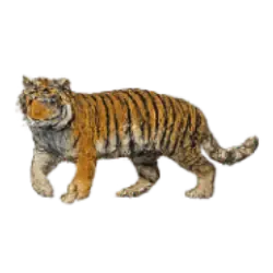 Bengal Tiger (Panthera tigris tigris) thumbnail image on AnimalDex