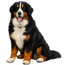 Bernese Mountain Dog animal lesson image on AnimalDex