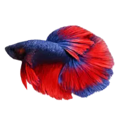 Betta animal lesson image on AnimalDex