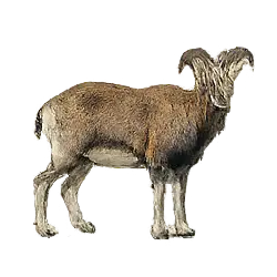 Bharal (Pseudois nayaur) thumbnail image on AnimalDex