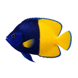 Bicolor Angelfish (Centropyge bicolor) thumbnail image on AnimalDex