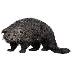 Binturong (Arctictis binturong) thumbnail image on AnimalDex