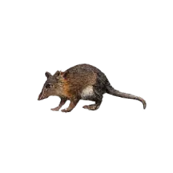 Black-and-rufous Elephant Shrew (Rhynchocyon petersi) featured animal image on AnimalDex