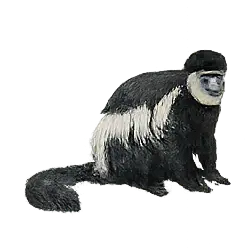 Black-and-white Colobus (Colobus guereza) thumbnail image on AnimalDex
