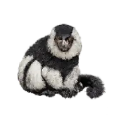 Black-and-white Ruffed Lemur (Varecia variegata) featured animal image on AnimalDex