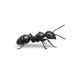 Black Ant (Formicidae) thumbnail image on AnimalDex