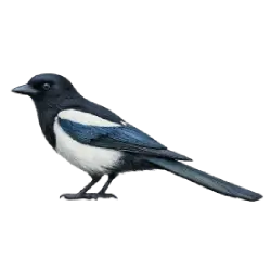 Black-billed Magpie animal lesson on AnimalDex