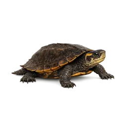 Black-breasted Leaf Turtle (Geoemyda spengleri) featured animal image on AnimalDex