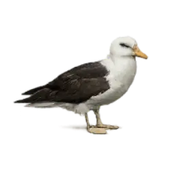 Black-browed Albatross (Thalassarche melanophris) featured animal image on AnimalDex