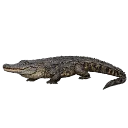Black Caiman (Melanosuchus niger) featured animal image on AnimalDex