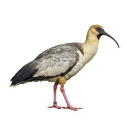 Black-faced Ibis (Theristicus melanopis) featured animal image on AnimalDex