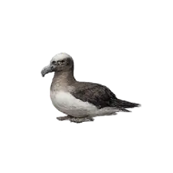 Black-footed Albatross (Phoebastria nigripes) thumbnail image on AnimalDex