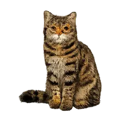 Black-footed Cat animal lesson image on AnimalDex