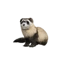 Black-footed Ferret (Mustela nigripes) featured animal image on AnimalDex