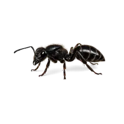 Black Garden Ant (Lasius niger) thumbnail image on AnimalDex