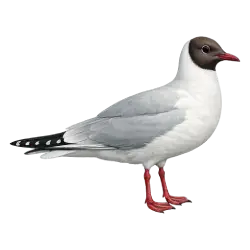Black-headed Gull (Chroicocephalus ridibundus) thumbnail image on AnimalDex