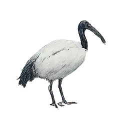 Black-headed Ibis (Threskiornis melanocephalus) featured animal image on AnimalDex