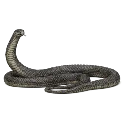 Black Mamba (Dendroaspis polylepis) thumbnail image on AnimalDex