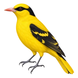 Black-naped Oriole (Oriolus chinensis) thumbnail image on AnimalDex