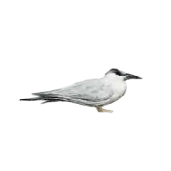 Black-naped Tern (Sterna sumatrana) featured animal image on AnimalDex