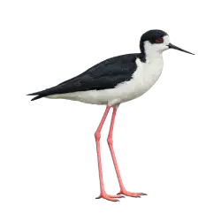 Black-necked Stilt (Himantopus mexicanus) thumbnail image on AnimalDex