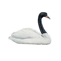 Black-necked Swan (Cygnus melancoryphus) featured animal image on AnimalDex