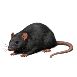 Black Rat