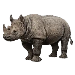 Black Rhinoceros (Diceros bicornis) featured animal image on AnimalDex