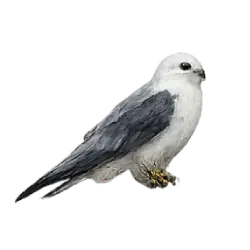 Black-shouldered Kite (Elanus axillaris) featured animal image on AnimalDex