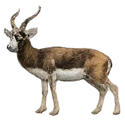 Blackbuck (Antilope cervicapra) thumbnail image on AnimalDex